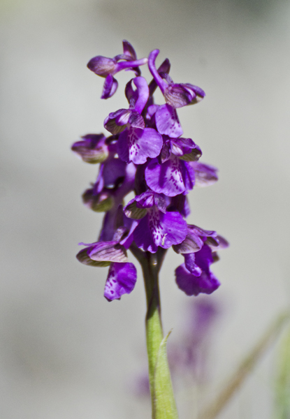 Orchidee da identificare